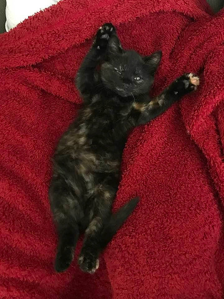 Deja is registered to the contest to win money with this photo: black_cat, canidae, carnivore, cat, dog_breed, domestic_short_haired_cat, felidae, german_rex, kitten, mammal, small_to_medium_sized_cats, tail