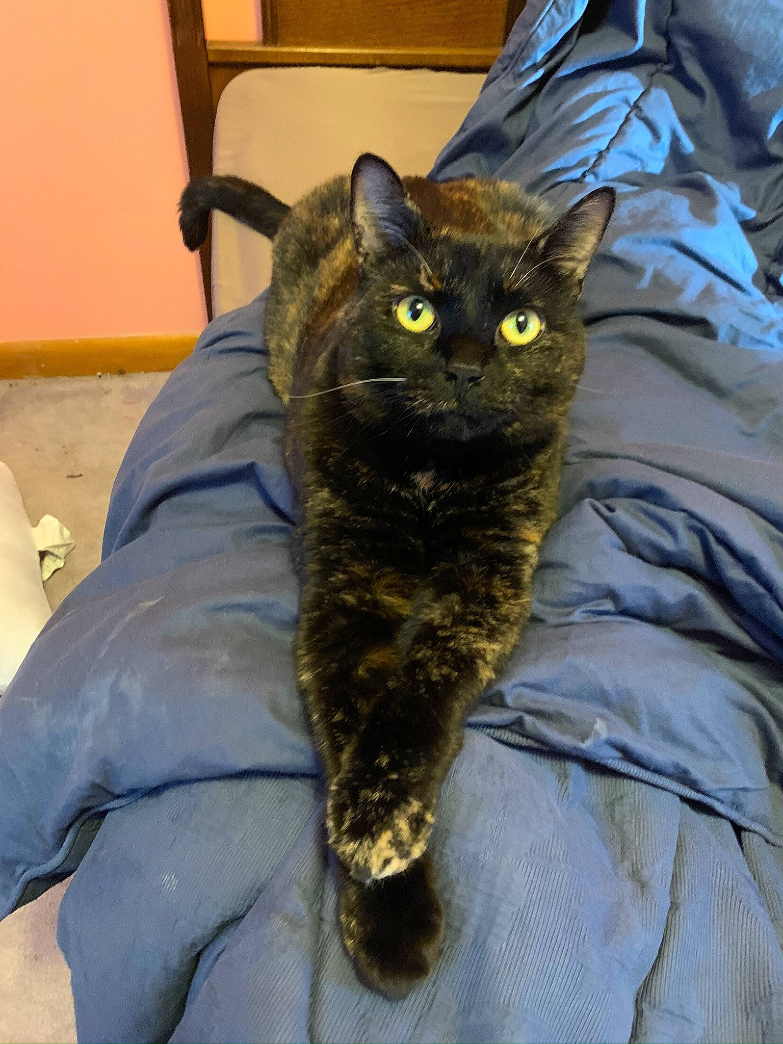 Deja is registered to the contest to win money with this photo: asian, california_spangled, carnivore, cat, claw, domestic_long_haired_cat, domestic_short_haired_cat, dragon_li, european_shorthair, eye, felidae, german_rex, mammal, small_to_medium_sized_cats, snout, whiskers