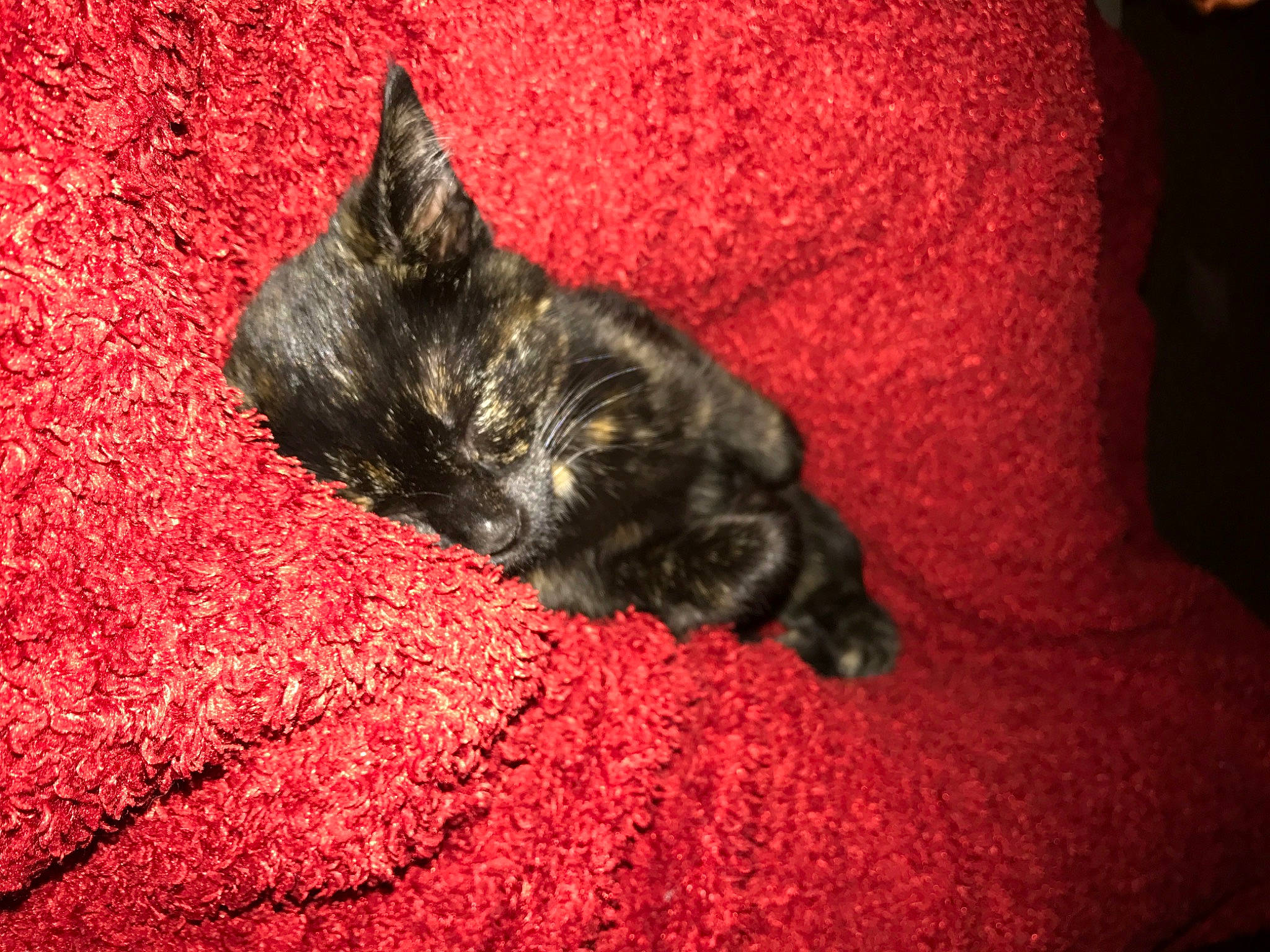 Deja is registered to the contest to win money with this photo: asian, black, carnivore, cat, claw, domestic_short_haired_cat, fawn, felidae, fur, german_rex, kitten, mammal, red, small_to_medium_sized_cats, snout, tail, whiskers