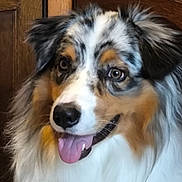 Azur participe au concours pour gagner de l'argent avec cette photo : dog, australian_shepherd, pet, animal, tongue_out, fur, indoor, wooden_furniture, happy, close_up, portrait, mammal, canine, ears, face, smile, fluffy, eyes, tricolor, nose