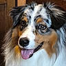 dog, australian_shepherd, pet, animal, tongue_out, fur, indoor, wooden_furniture, happy, close_up, portrait, mammal, canine, ears, face, smile, fluffy, eyes, tricolor, nose