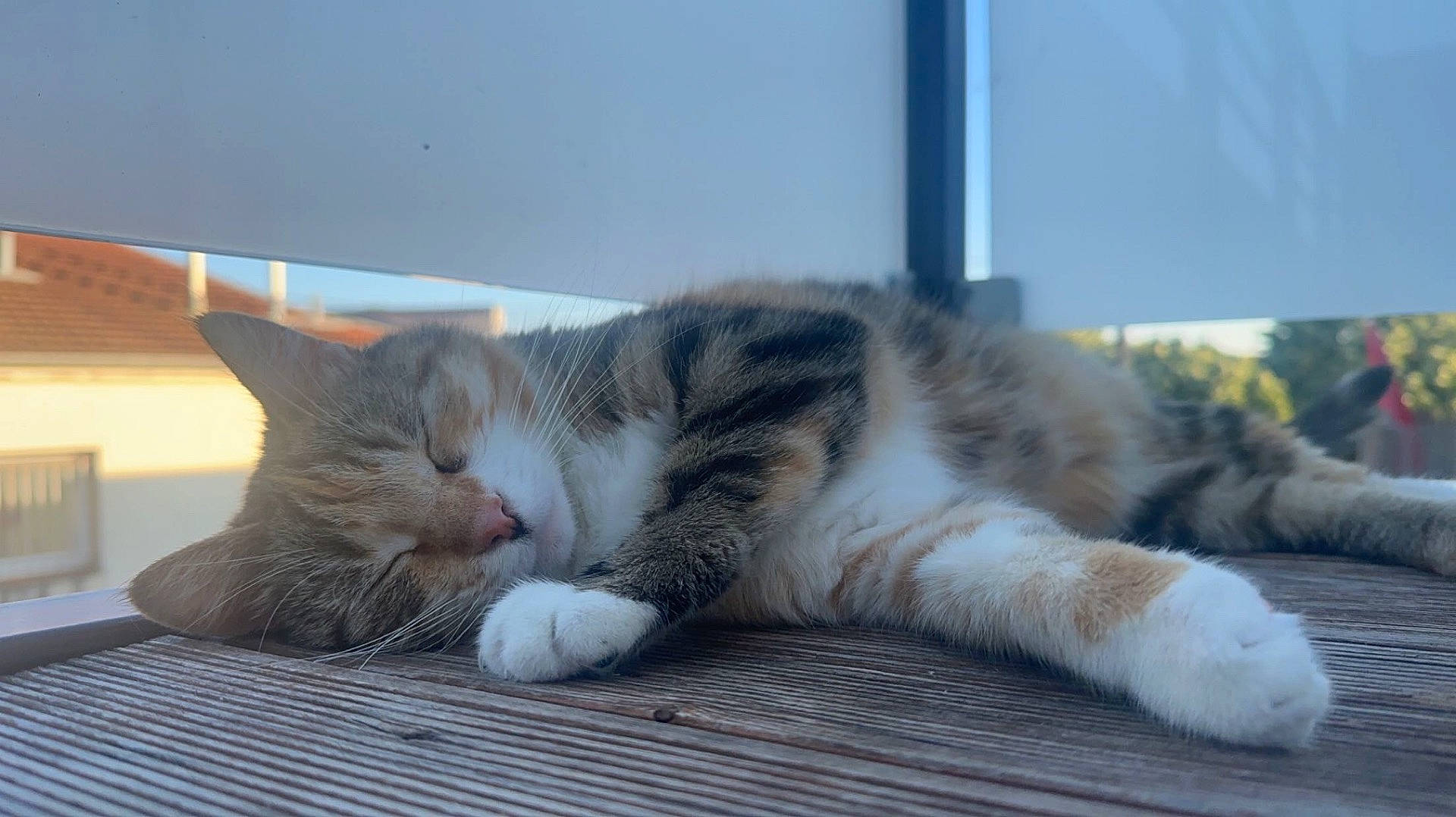Osiris a rejoint le concours — aidez-le/la à gagner de superbes lots ! abyssinian, animal, architecture, building, cat, deck, furniture, hardwood, house, housing, indoors, kitten, manx, person, pet, porch, sleeping, table, window, wood