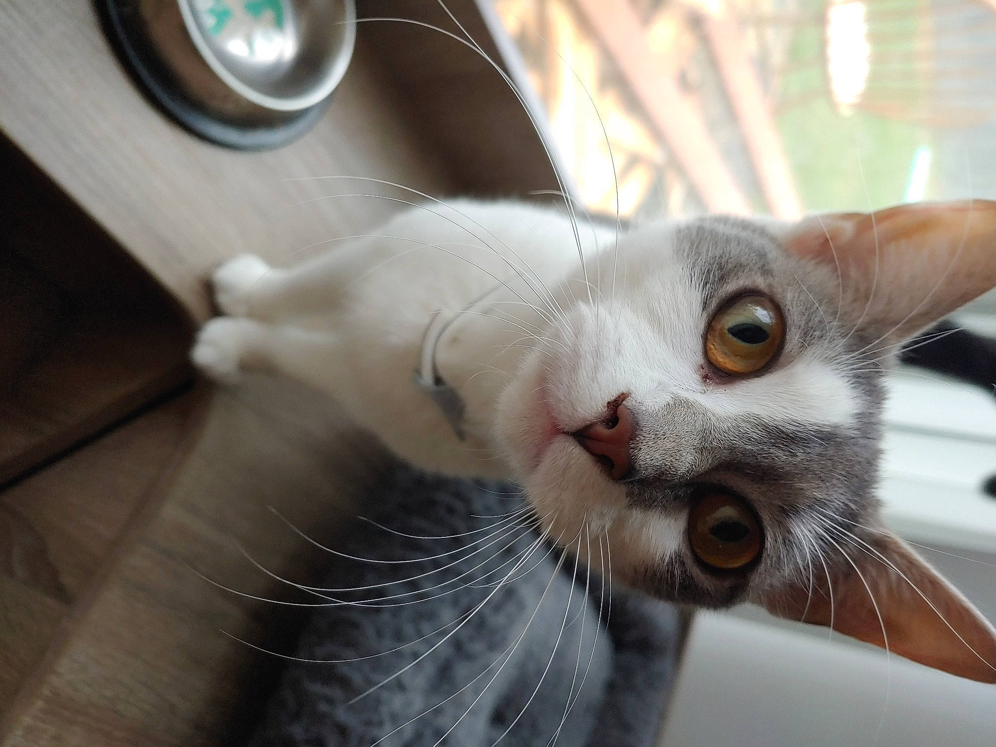 Bandit is registered to the contest to win money with this photo: aegean_cat, asian, burmilla, carnivore, cat, ear, eye, fawn, felidae, german_rex, javanese, kitten, mammal, nose, ojos_azules, oriental_shorthair, singapura, small_to_medium_sized_cats, snout, whiskers