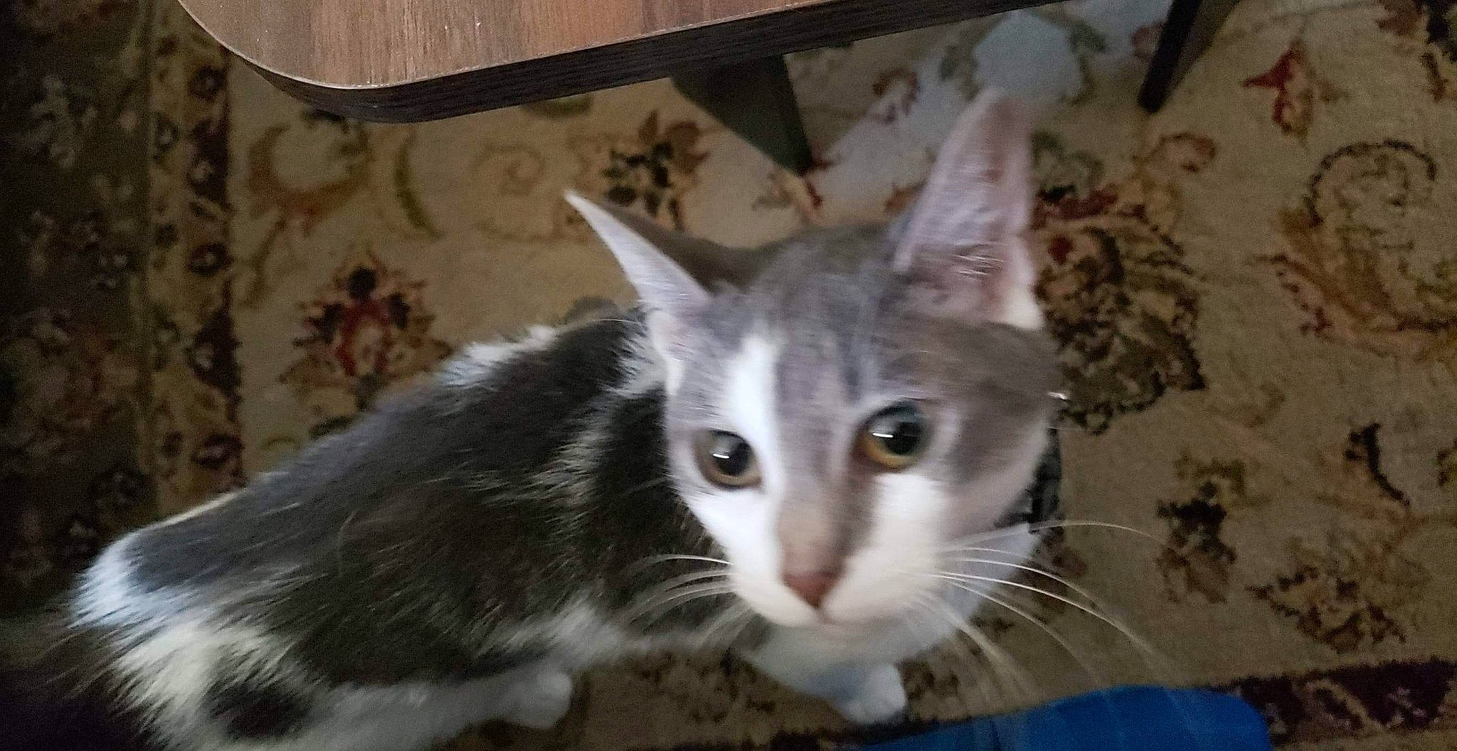 Bandit joined the competition — help win amazing prizes! aegean_cat, american_wirehair, asian, carnivore, cat, domestic_long_haired_cat, domestic_short_haired_cat, european_shorthair, felidae, kitten, mammal, ojos_azules, small_to_medium_sized_cats, vertebrate, whiskers