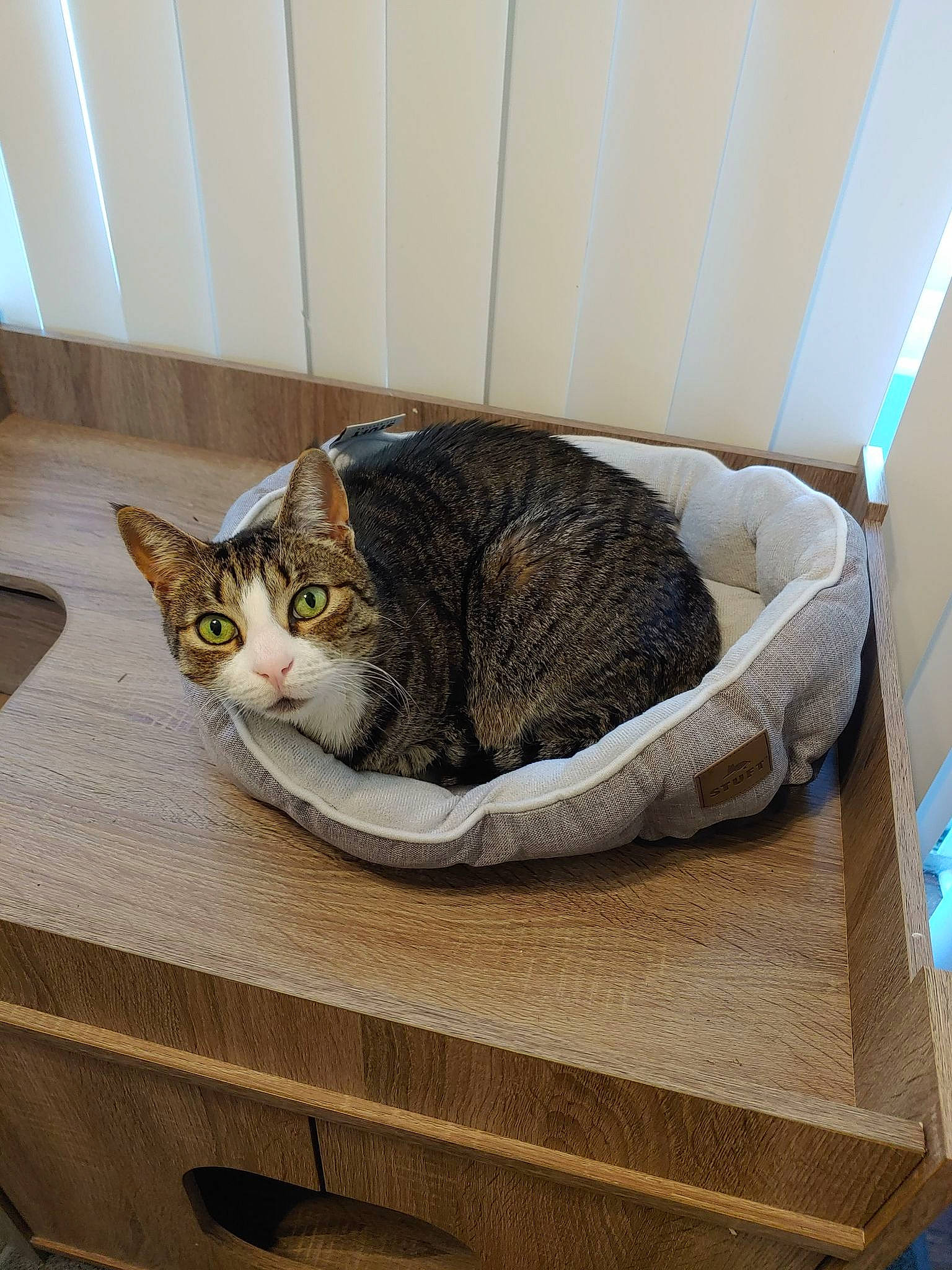 Kazuma joined the competition — help win amazing prizes! aegean_cat, asian, carnivore, cat, cat_bed, cat_supply, domestic_short_haired_cat, dragon_li, european_shorthair, felidae, fur, kitten, small_to_medium_sized_cats, tabby_cat, whiskers