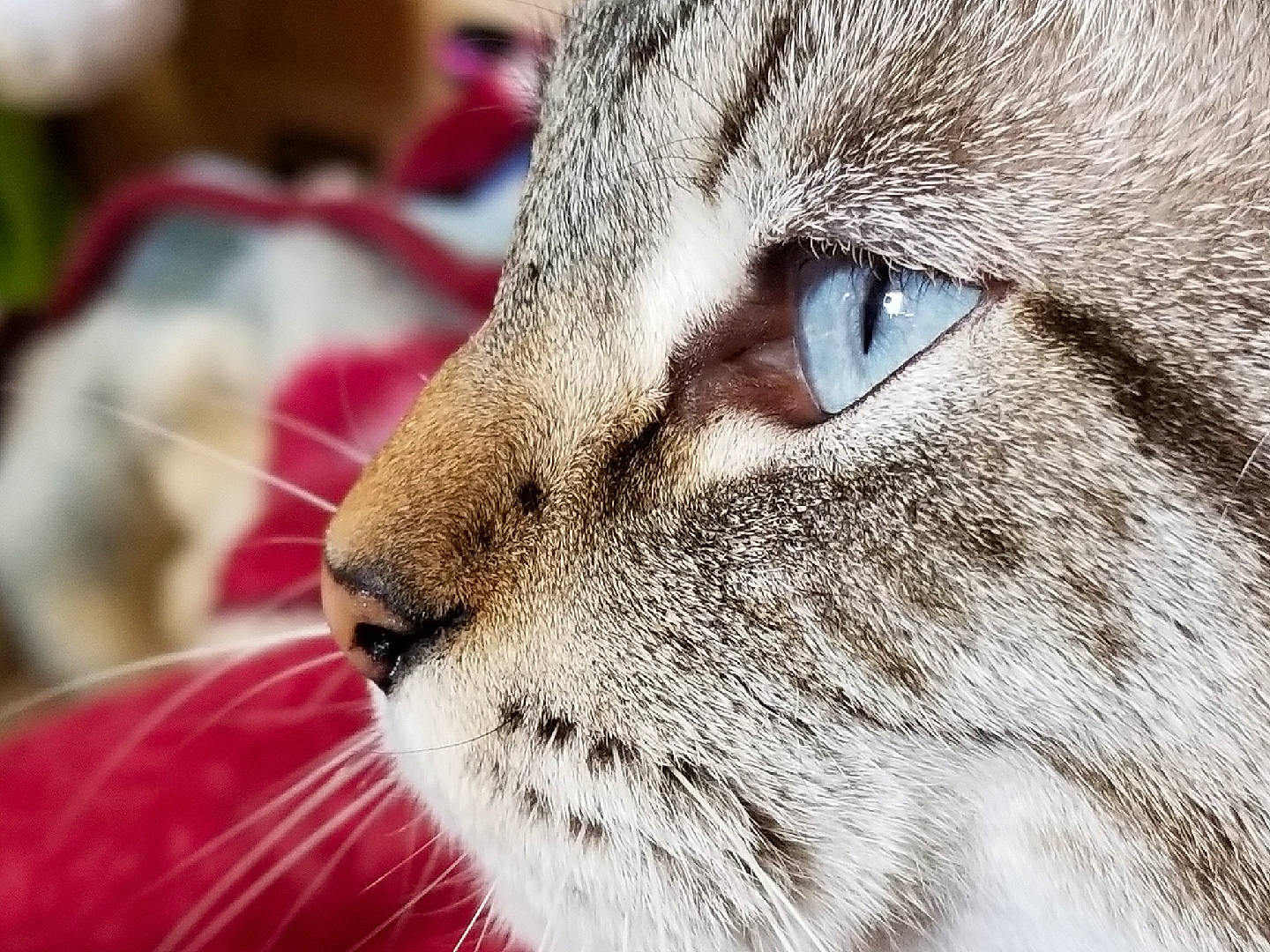 Balto joined the competition — help win amazing prizes! aegean_cat, asian, carnivore, cat, chausie, close_up, domestic_short_haired_cat, european_shorthair, eye, felidae, fur, mammal, nose, photography, singapura, small_to_medium_sized_cats, snout, tabby_cat, whiskers, wildlife