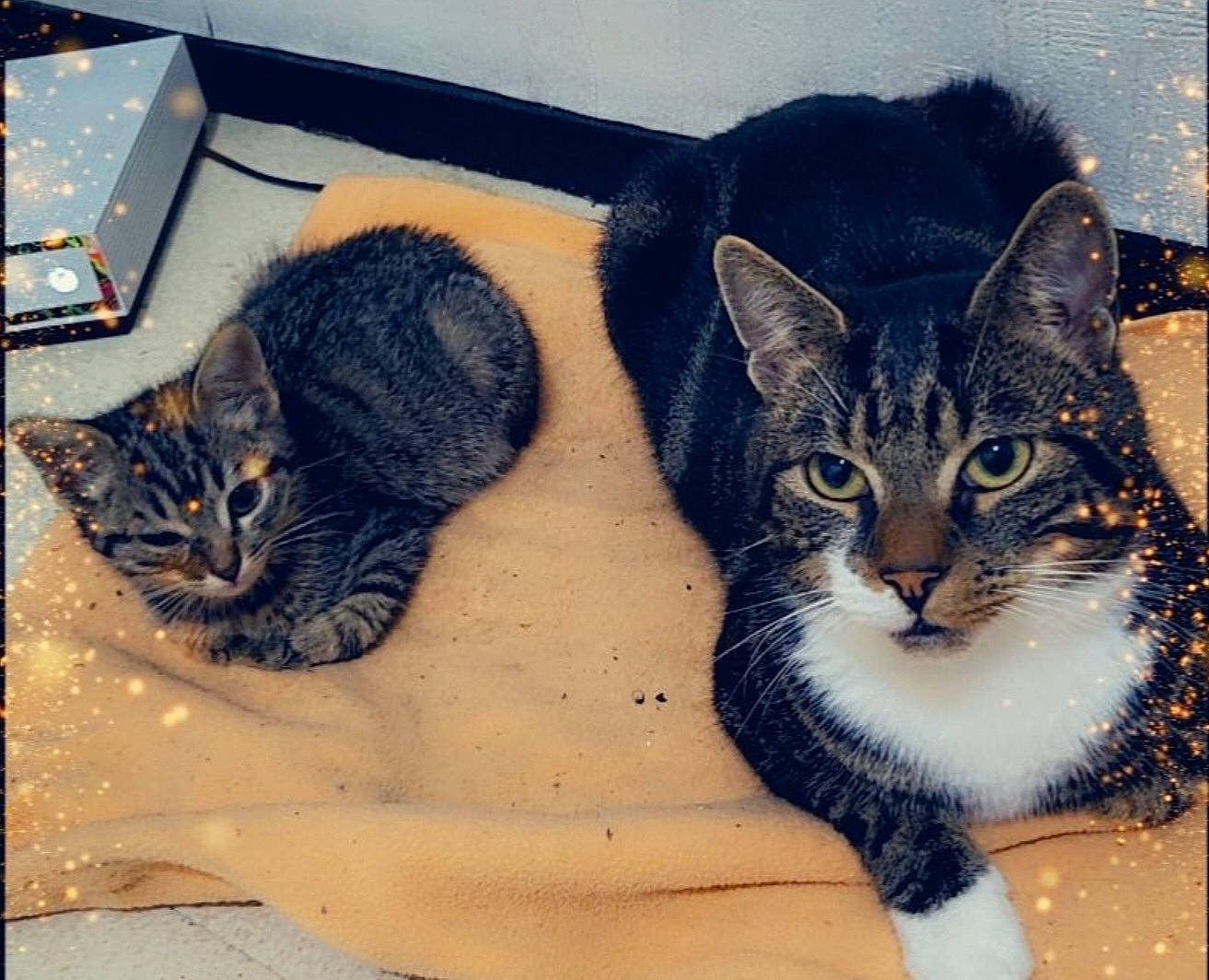 Matt a rejoint le concours — aidez-le/la à gagner de superbes lots ! art, carnivore, cat, domestic_short_haired_cat, door, felidae, fur, illustration, mammal, paint, painting, paw, photo_caption, small_to_medium_sized_cats, snout, square, tail, visual_arts, whiskers, window