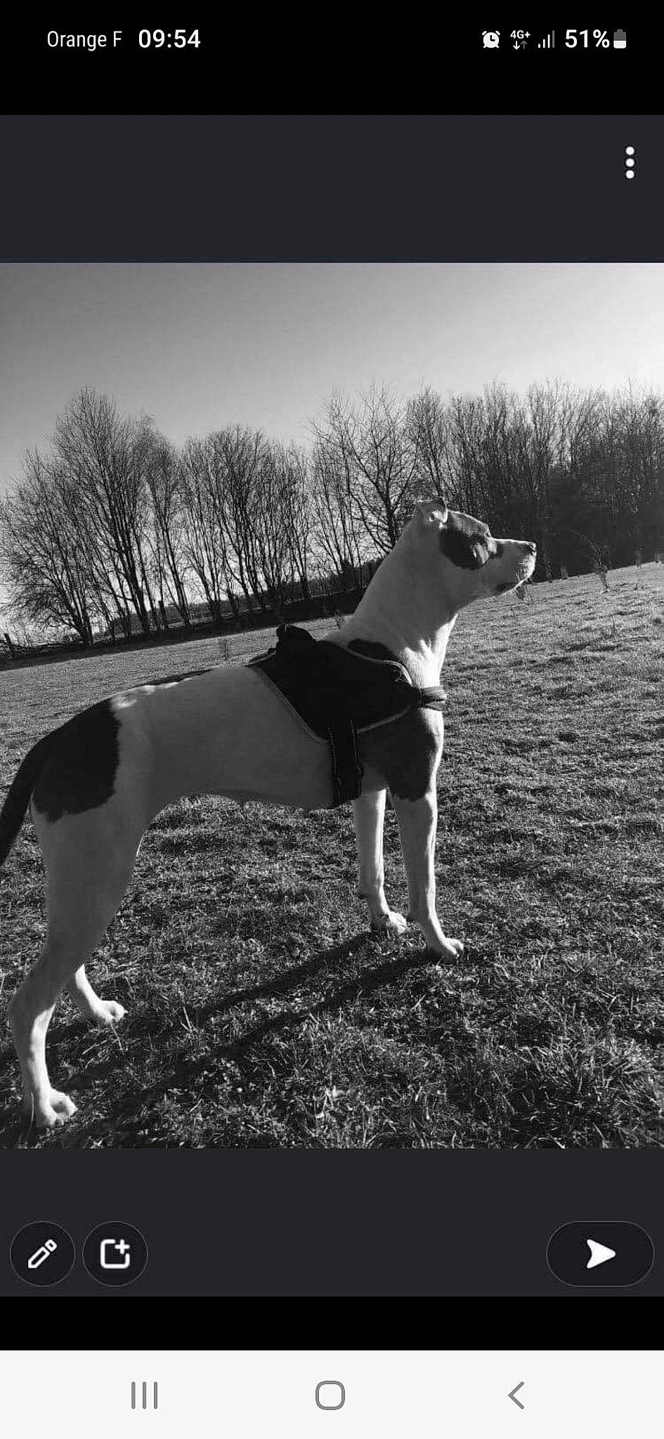 Athena participe au concours pour gagner de l'argent avec cette photo : black_and_white, carnivore, companion_dog, dog, dog_breed, fawn, flash_photography, grass, grassland, grey, happy, human_leg, mammal, people_in_nature, sky, style, sunlight, tints_and_shades, tree, wood