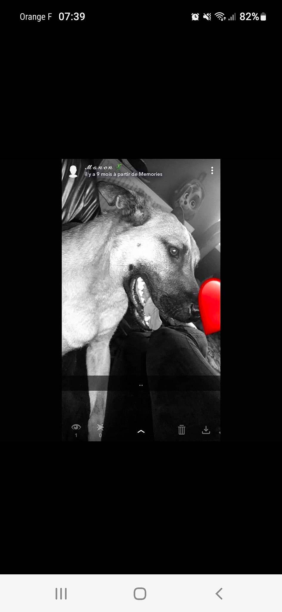 Athena a rejoint le concours — aidez-le/la à gagner de superbes lots ! art, carnivore, companion_dog, darkness, dog, dog_breed, entertainment, eye, fictional_character, flash_photography, font, human_body, jaw, monochrome, monochrome_photography, movie, poster, snout, sporting_group, whiskers