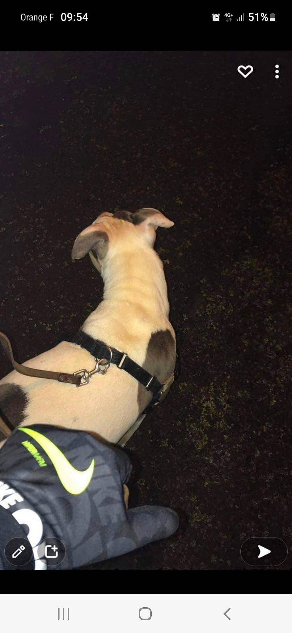 Athena participe au concours pour gagner de l'argent avec cette photo : adventure, bicycle_handlebar, canidae, carnivore, collar, companion_dog, dog, dog_breed, dog_clothes, dog_collar, dog_supply, fashion_accessory, fawn, leash, personal_protective_equipment, snout, sporting_group, tail, toy_dog, working_animal