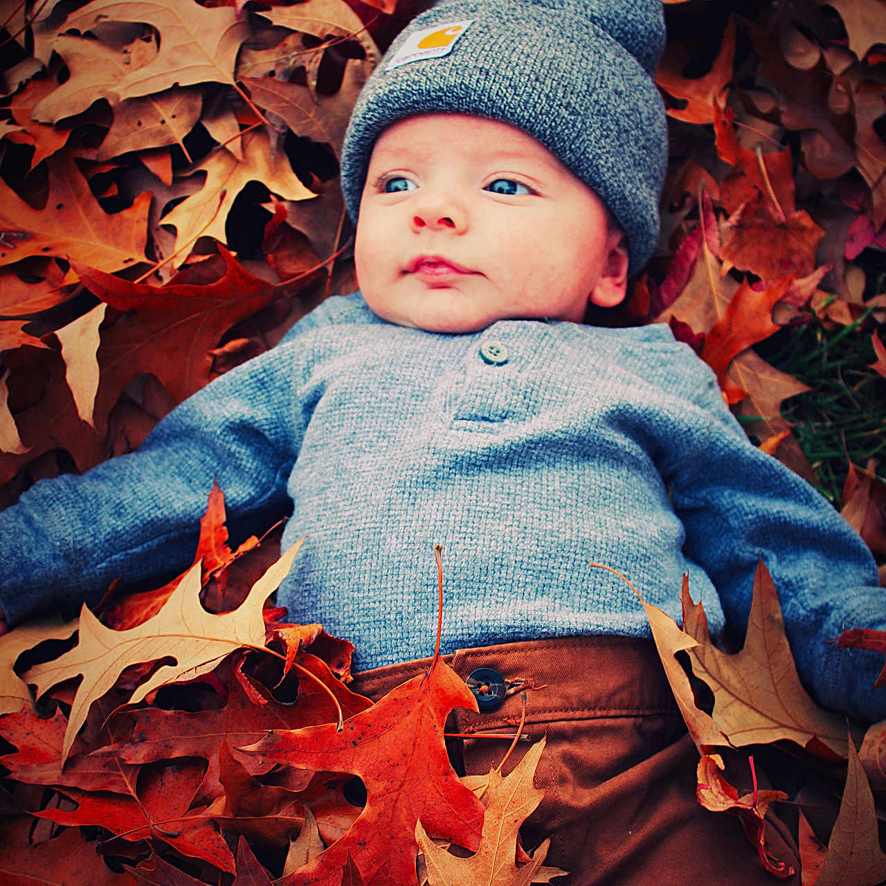 Bryson is registered to the contest to win money with this photo: baby, cap, clothing, coat, face, hat, head, hood, jacket, knitwear, leaf, maple, mapleleaf, pants, person, photography, plant, portrait, sweater, tree
