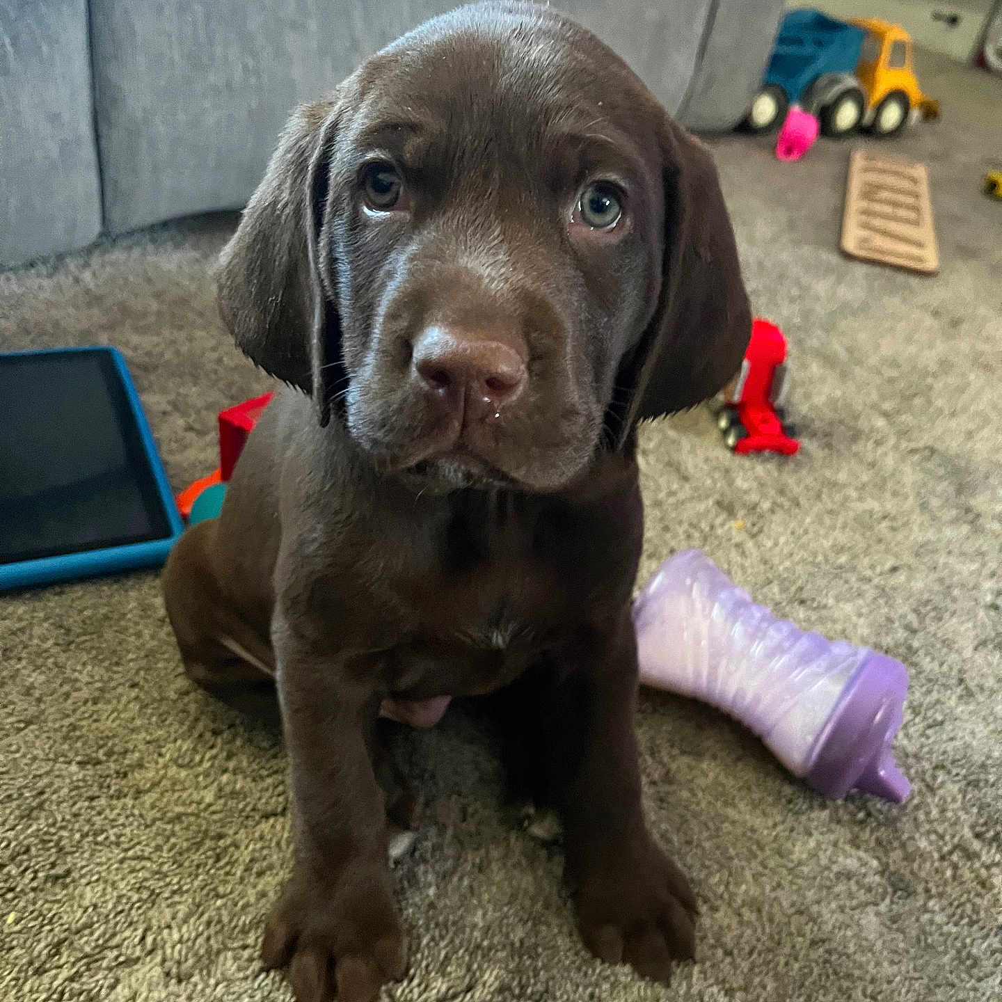 Mikey is registered to the contest to win money with this photo: animal, architecture, building, canine, clothing, computer, couch, cushion, dog, electronics, footwear, furniture, homedecor, hound, labradorretriever, pet, pointer, puppy, shoe, tabletcomputer