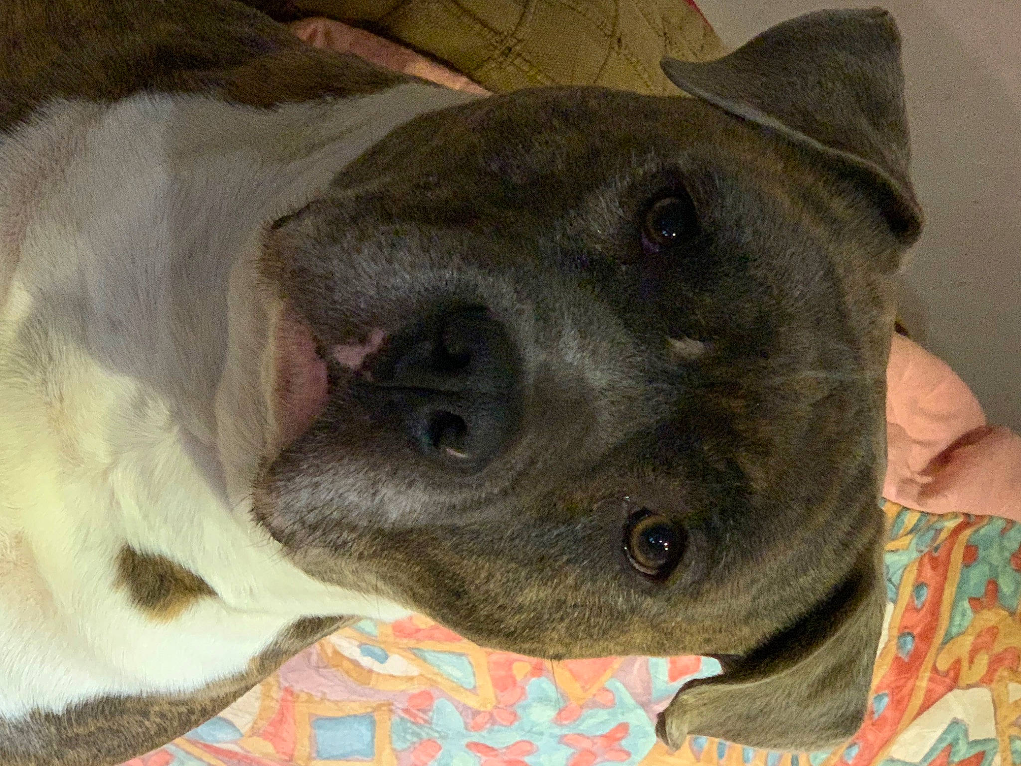 Nelson participe au concours pour gagner de l'argent avec cette photo : canidae, carnivore, collar, companion_dog, dog, dog_breed, ear, fawn, fur, jaw, non_sporting_group, pet_supply, snout, sporting_group, terrestrial_animal, whiskers, working_animal