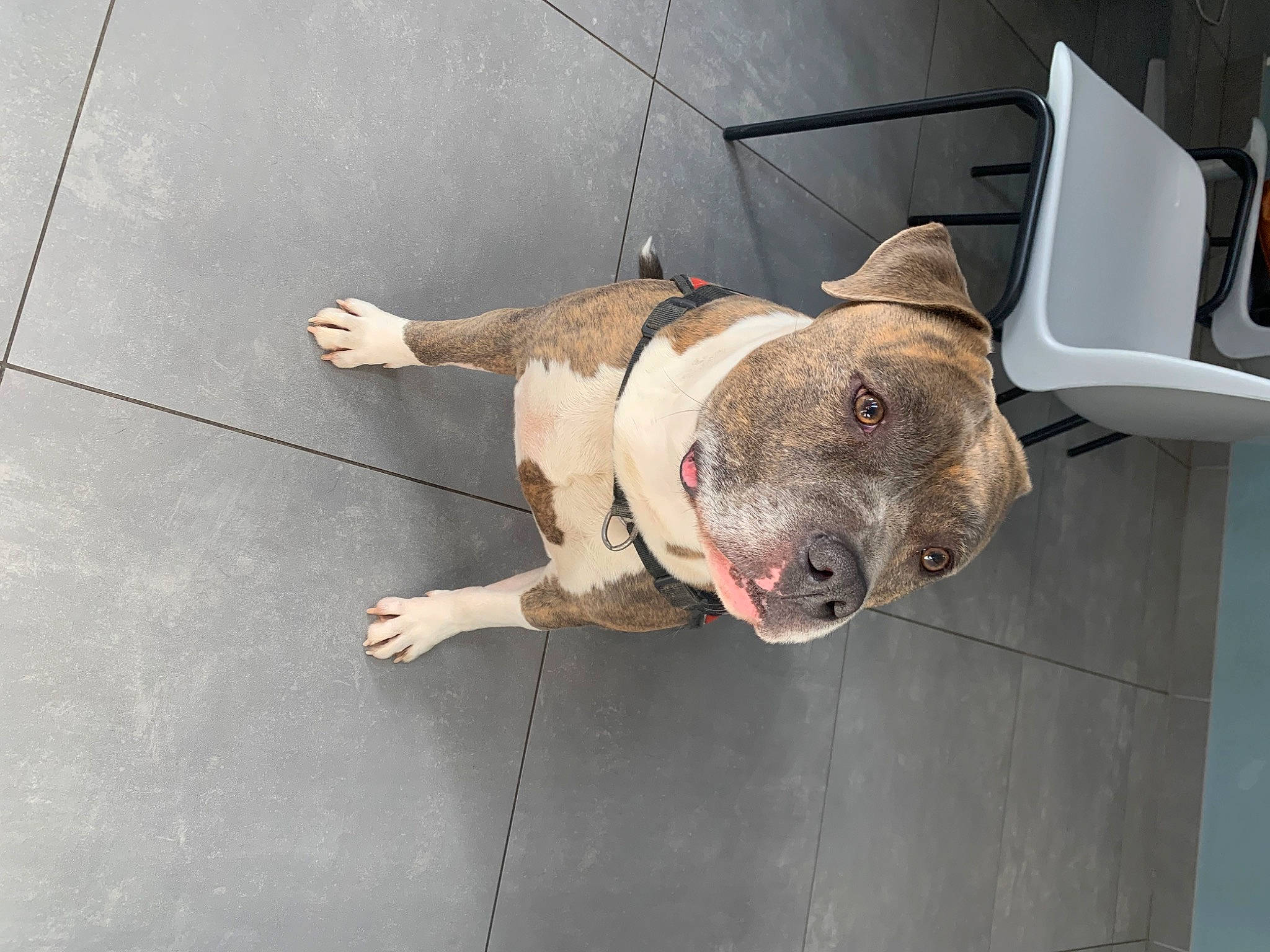 Nelson a rejoint le concours — aidez-le/la à gagner de superbes lots ! canidae, carnivore, collar, companion_dog, dog, dog_breed, dog_collar, fawn, non_sporting_group, pet_supply, snout, sporting_group, terrestrial_animal, whiskers, working_dog