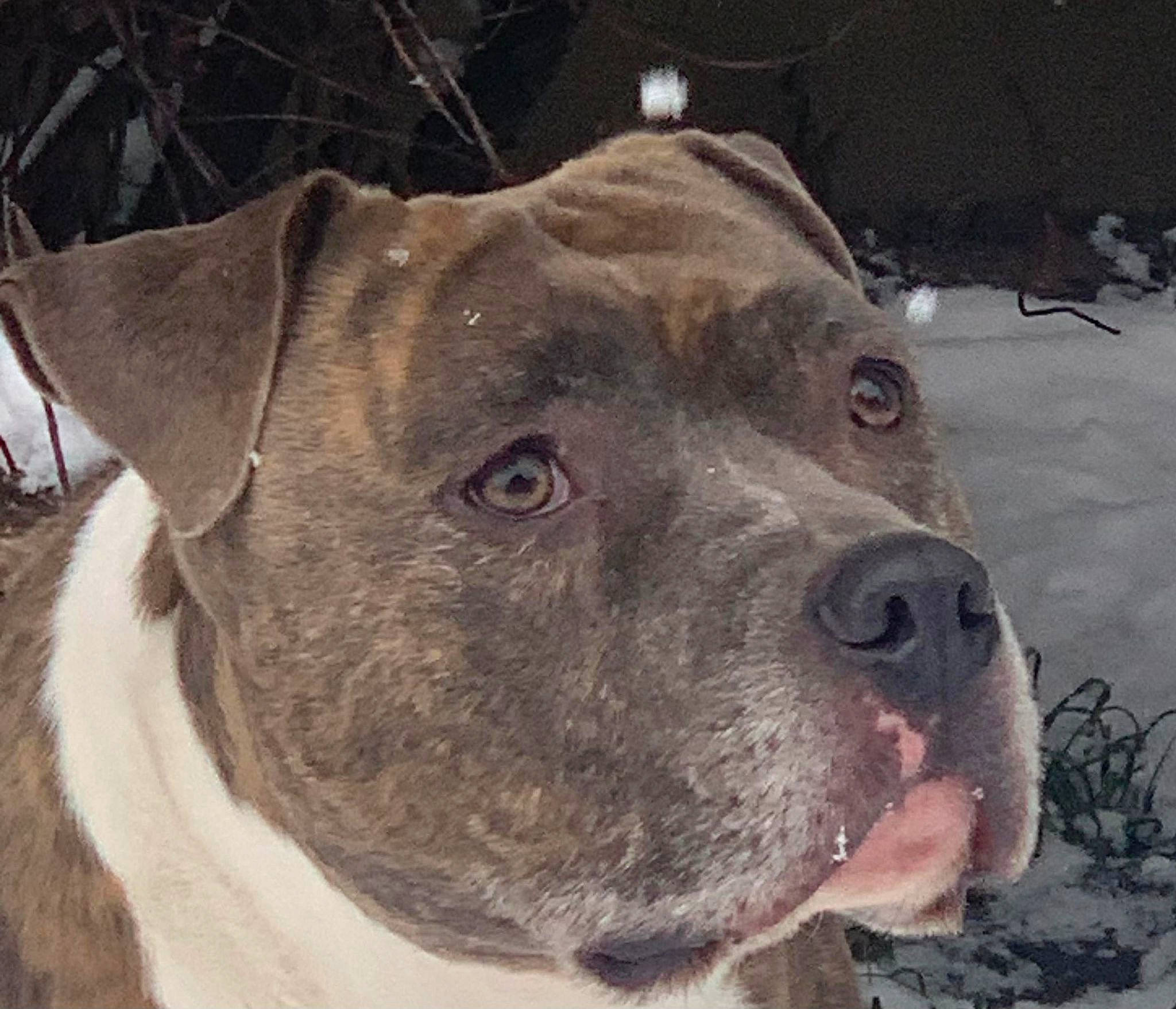 Nelson a rejoint le concours — aidez-le/la à gagner de superbes lots ! canidae, carnivore, collar, companion_dog, dog, dog_breed, dog_collar, eye, fashion_accessory, fawn, fur, giant_dog_breed, head, molosser, pet_supply, snout, sporting_group, terrestrial_animal, whiskers, working_animal