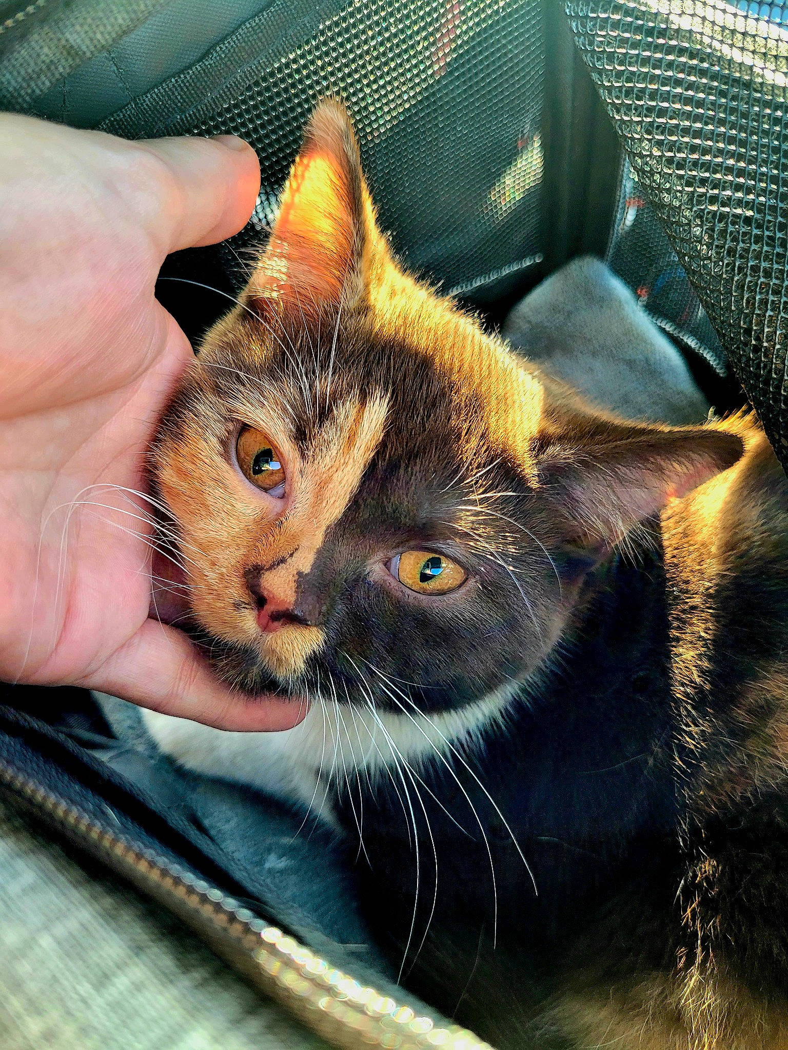 Masha a rejoint le concours — aidez-le/la à gagner de superbes lots ! carnivore, cat, claw, domestic_short_haired_cat, ear, fawn, felidae, fur, gesture, grass, nail, paw, photo_caption, small_to_medium_sized_cats, snout, tail, terrestrial_animal, thumb, whiskers, window