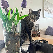 Zoomy joined the competition — help win amazing prizes! camera, cat, couch, curious, decor, dslr, glass_vase, green_leaves, indoor, living_room, pet, photography, pillow, plant, purple_flowers, tabby, table, tulips, vase, wooden_furniture