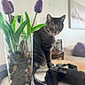 camera, cat, couch, curious, decor, dslr, glass_vase, green_leaves, indoor, living_room, pet, photography, pillow, plant, purple_flowers, tabby, table, tulips, vase, wooden_furniture