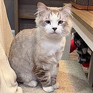 Cookie joined the competition — help win amazing prizes! cat, fluffy, indoor, chair, cushion, table, handbag, furniture, pet, animal, sitting, calm, looking_at_camera, person_partial, pants, slippers, cozy, home, domestic, feline