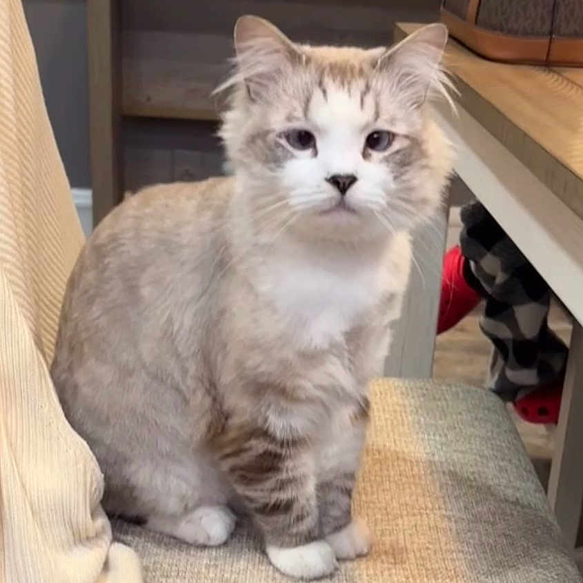 Cookie joined the competition — help win amazing prizes! animal, calm, cat, chair, cozy, cushion, domestic, feline, fluffy, furniture, handbag, home, indoor, looking_at_camera, pants, person_partial, pet, sitting, slippers, table