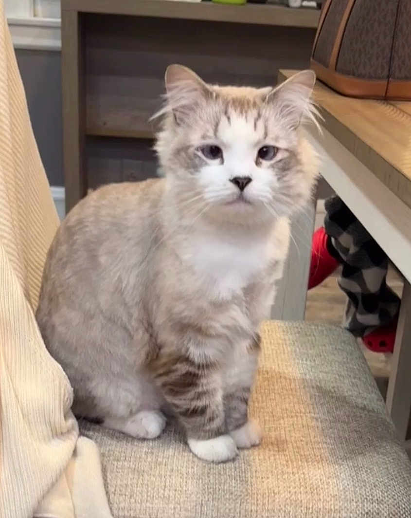 Cookie joined the competition — help win amazing prizes! cat, fluffy, indoor, chair, cushion, table, handbag, furniture, pet, animal, sitting, calm, looking_at_camera, person_partial, pants, slippers, cozy, home, domestic, feline