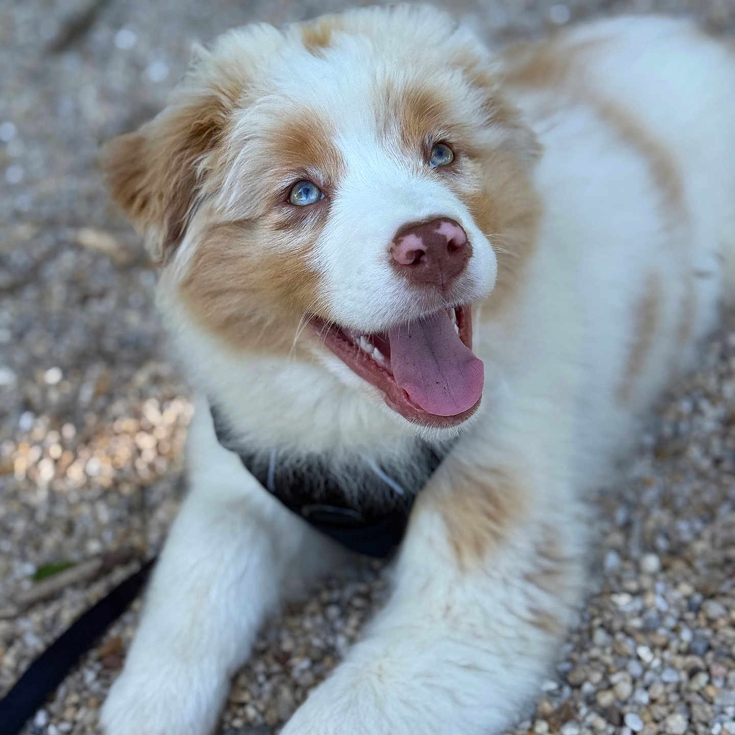 Aribo participe au concours pour gagner de l'argent avec cette photo : accessories, animal, bodypart, canine, cockerspaniel, collie, dog, eskimodog, goldenretriever, grass, husky, mouth, pebble, person, pet, plant, puppy, rock, strap, whitedog