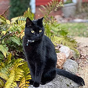 Edward is registered to the contest to win money with this photo: black_cat, cat, animal, pet, outdoor, stone, fern, plant, yellow_eyes, nature, garden, furry, sitting, wildlife, mammal, portrait, greenery, leaf, background, calm