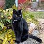 black_cat, cat, animal, pet, outdoor, stone, fern, plant, yellow_eyes, nature, garden, furry, sitting, wildlife, mammal, portrait, greenery, leaf, background, calm