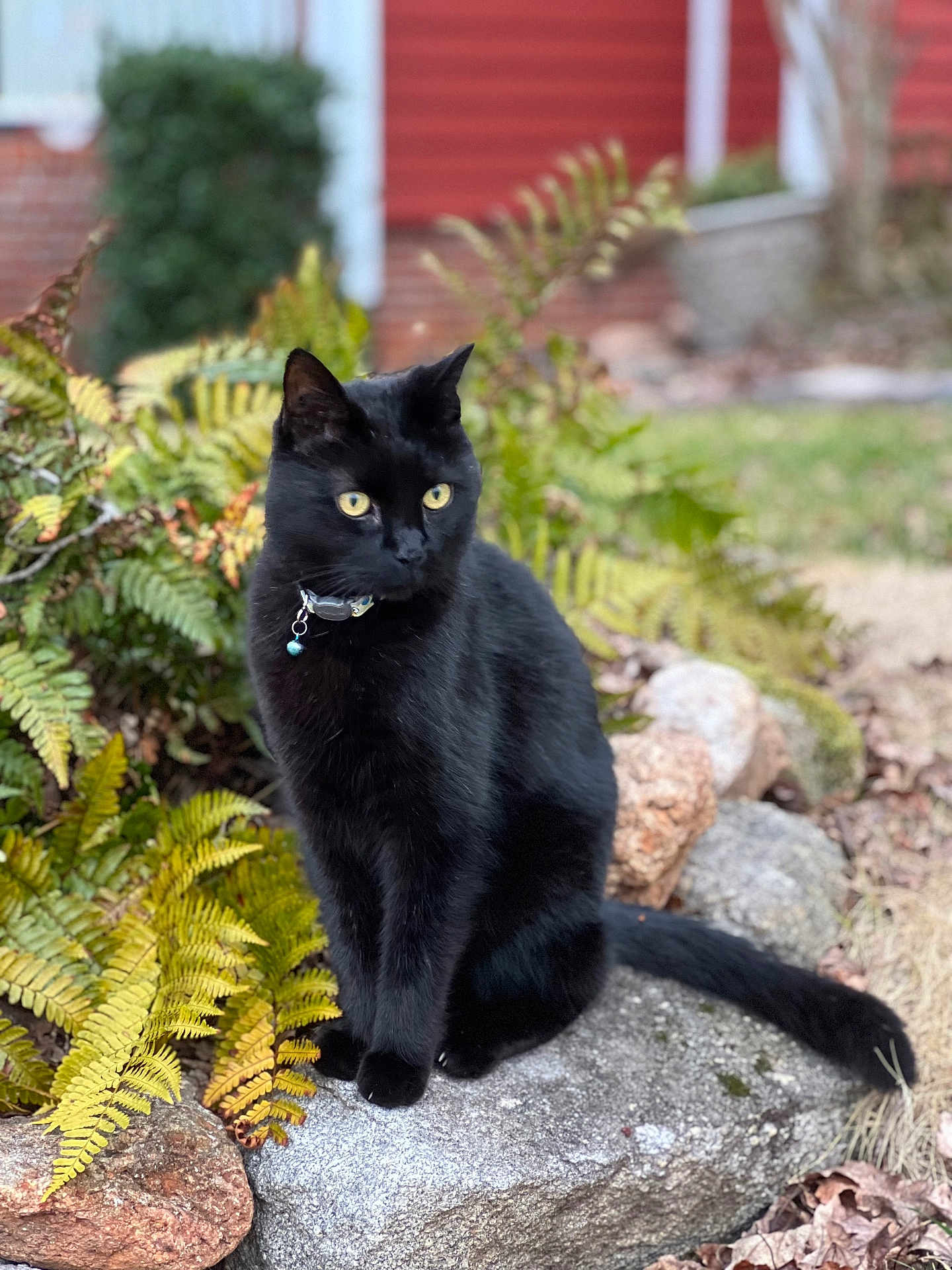 Edward is registered to the contest to win money with this photo: black_cat, cat, animal, pet, outdoor, stone, fern, plant, yellow_eyes, nature, garden, furry, sitting, wildlife, mammal, portrait, greenery, leaf, background, calm