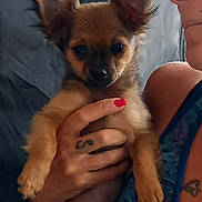 Cookie participe au concours pour gagner de l'argent avec cette photo : puppy, dog, small_dog, ears, person, hand, tattoo, nail_polish, red_nails, holding, close_up, indoor, furry, cute, pet, animal, face, portrait, skin, clothing