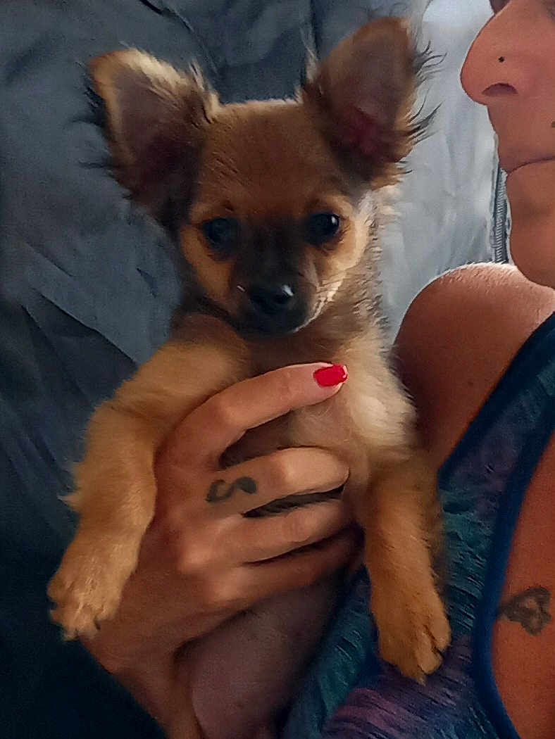 Cookie participe au concours pour gagner de l'argent avec cette photo : puppy, dog, small_dog, ears, person, hand, tattoo, nail_polish, red_nails, holding, close_up, indoor, furry, cute, pet, animal, face, portrait, skin, clothing