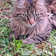 Taya a rejoint le concours — aidez-le/la à gagner de superbes lots ! cat, tabby, fluffy, animal, pet, whiskers, fur, outdoor, greenery, leaves, nature, closeup, laying, curious, mammal, eyes, nose, paws, soft, relaxed