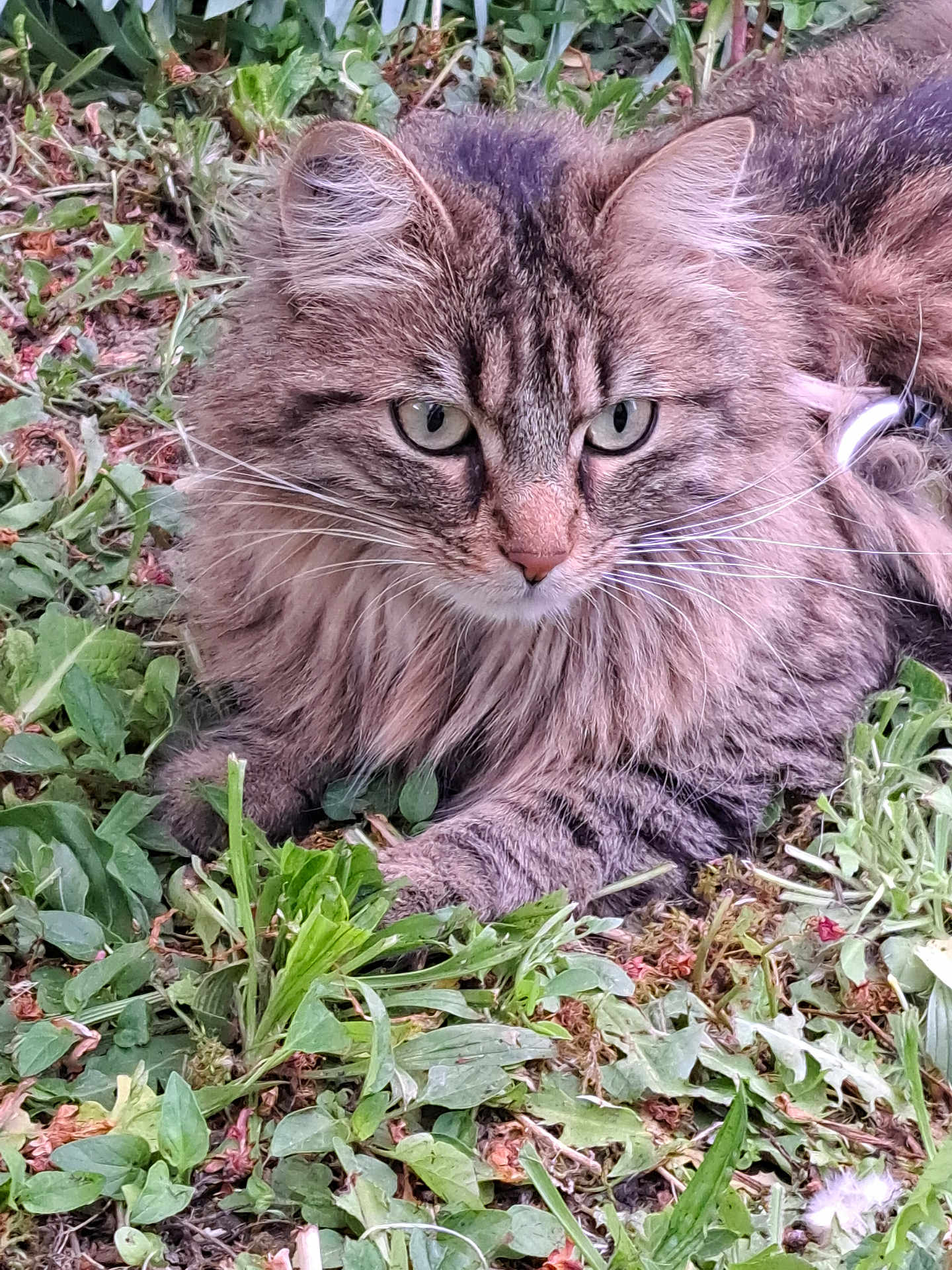 Taya a rejoint le concours — aidez-le/la à gagner de superbes lots ! cat, tabby, fluffy, animal, pet, whiskers, fur, outdoor, greenery, leaves, nature, closeup, laying, curious, mammal, eyes, nose, paws, soft, relaxed