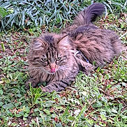Taya a rejoint le concours — aidez-le/la à gagner de superbes lots ! animal, cat, cute, fluffy, fur, grass, greenery, licking, mammal, nature, outdoor, pet, plant, playful, relaxed, tabby, tail, tongue, whiskers, wildlife