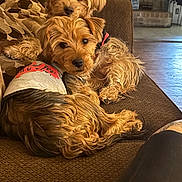 Max And Moxy joined the competition — help win amazing prizes! brown_fur, couch, cozy, cuddle, dog, dog_shirt, dogs, indoor, living_room, long_fur, looking_at_camera, pair, patterned_pillow, paw, pet, small_dog, sofa, terrier, wooden_floor, yorkshire_terrier