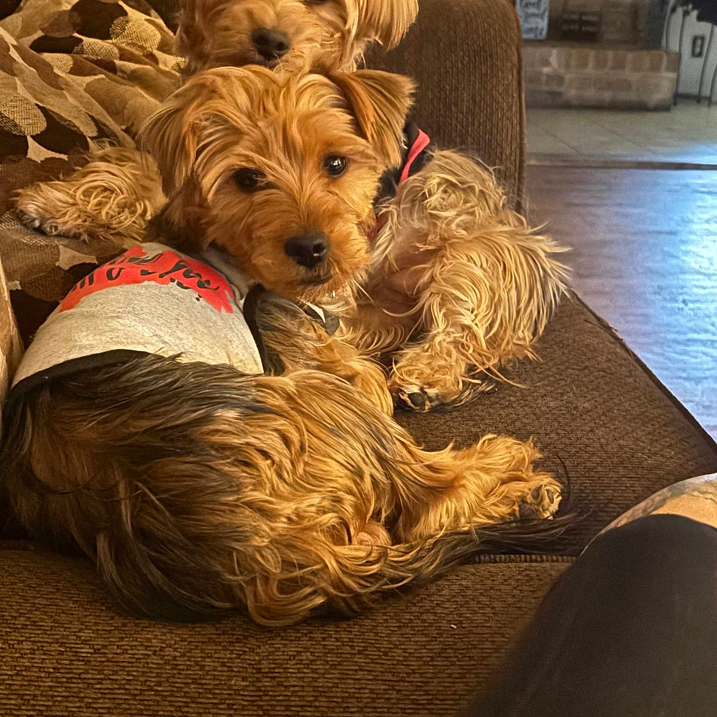 Max And Moxy joined the competition — help win amazing prizes! brown_fur, couch, cozy, cuddle, dog, dog_shirt, dogs, indoor, living_room, long_fur, looking_at_camera, pair, patterned_pillow, paw, pet, small_dog, sofa, terrier, wooden_floor, yorkshire_terrier