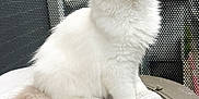 Marlo is registered to the contest to win money with this photo: cat, kitten, fluffy, white_cat, blue_eyes, sitting, cushion, indoor, pet, animal, feline, cute, curious, tail, ears, whiskers, soft, fur, portrait, closeup