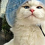 Marlo joined the competition — help win amazing prizes! cat, blue_eyes, fluffy, white_fur, hat, portrait, close_up, pet, animal, cute, whiskers, feline, indoor, soft_light, adorable, hat_string, curly_fur, pink_nose, expression, looking_up