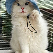 Marlo is registered to the contest to win money with this photo: cat, white_cat, fluffy, blue_hat, bucket_hat, pet, paw, sitting, indoor, fur, cute, animal, face, whiskers, pink_nose, ears, portrait, closeup, feline, playful