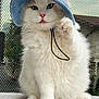 cat, white_cat, fluffy, blue_hat, bucket_hat, pet, paw, sitting, indoor, fur, cute, animal, face, whiskers, pink_nose, ears, portrait, closeup, feline, playful