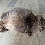 Fripouille participe au concours pour gagner de l'argent avec cette photo : belly_up, cat, cute, domestic_animal, ears, feline, floorboards, fluffy, fur, green_eyes, indoor, long_hair, lying_down, paws, pet, portrait, relaxed, sleepy, whiskers, wooden_floor