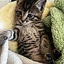 kitten, cat, tabby, pet, animal, cute, feline, whiskers, paw, fur, striped, resting, blanket, cozy, soft, indoors, young, sleepy, small, comfort