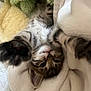 kitten, cat, paw, stretching, blanket, cozy, fur, closeup, cute, pet, animal, indoor, soft, sleepy, relaxed, snuggled, tabby, whiskers, face, claws