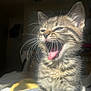 kitten, tabby, cat, mouth_open, tongue_out, whiskers, fur, indoor, sunlight, pet, cute, young_animal, animal, feline, portrait, close_up, small, sleepy, yawning, cozy