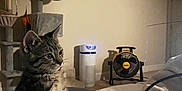 Gurt is registered to the contest to win money with this photo: cat, tabby, kitten, bed, blanket, cat_tree, fan, air_purifier, indoor, furniture, cozy, curious, pet, animal, relaxed, striped, whiskers, ears, paws, room