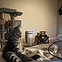 cat, tabby, kitten, bed, blanket, cat_tree, fan, air_purifier, indoor, furniture, cozy, curious, pet, animal, relaxed, striped, whiskers, ears, paws, room