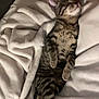 cat, tabby_cat, sleeping, blanket, cozy, indoor, pet, feline, fur, striped, relaxed, resting, soft, cute, animal, comfort, laying_down, whiskers, paws, bed