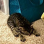 cat, kitten, tabby, sleeping, carpet, indoor, pet, feline, cozy, resting, paws, striped, cute, animal, fur, domestic, relaxation, soft, teal_bag, floor