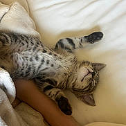 Gurt is registered to the contest to win money with this photo: kitten, tabby, sleeping, bed, blanket, paw, fur, striped, cute, relaxed, animal, pet, cozy, resting, whiskers, soft, feline, indoor, young, nap