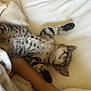 kitten, tabby, sleeping, bed, blanket, paw, fur, striped, cute, relaxed, animal, pet, cozy, resting, whiskers, soft, feline, indoor, young, nap